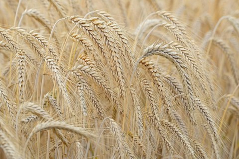Barleys (Hordeum vulgare), barley field, grain ready for harvest, close-up, North Rhine-Westphalia,