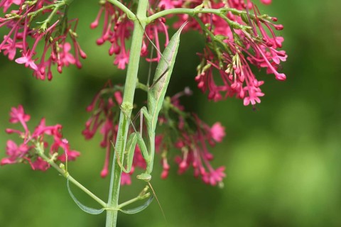 Praying mantis (Mantis religiosa) Southern Hungary, Hungary, Southern Hungary, Hungary, Europe