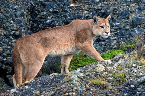 Cougar (Felis concolor patagonica) wbl. Torres del Paine NP, Chile, Torres del Paine NP, South