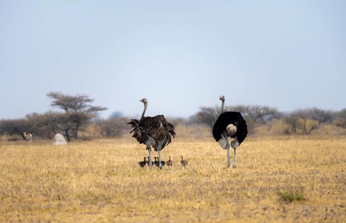 Common ostrich (Struthio camelus), adult female and male with six young, chicks, animal family,