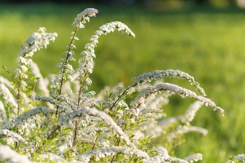 Blooming spiraea trees in spring park