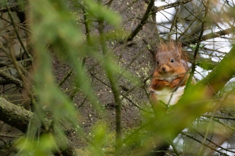 Red squirrel (Sciurus vulgaris) adult animal on a pine tree branch in a forest, Yorkshire, England,