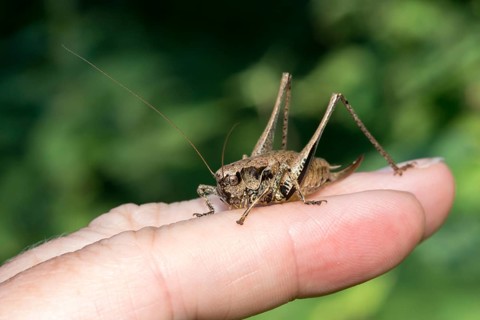 Dark bush-cricket (Pholidoptera griseoaptera) or common bush cricket, female, sitting on the