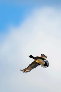 Eurasian Wigeon, Mareca penelope, birds in flight over marshes at winter