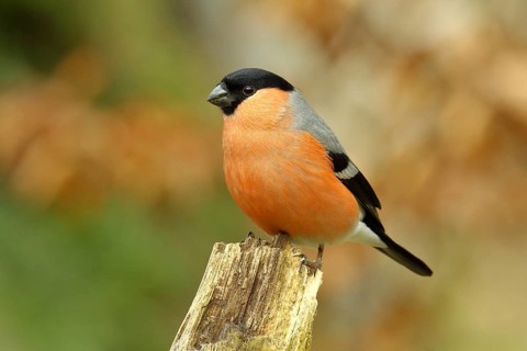 Eurasian bullfinch (Pyrrhula pyrrhula), male, sitting on an old tree stump in an autumnal forest,