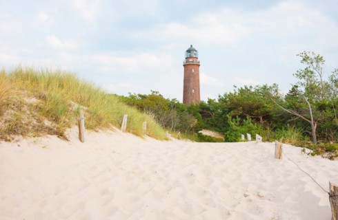 Darßer Ort lighthouse rises behind the path to the beach, landscape with pines (Pinus) and grasses,