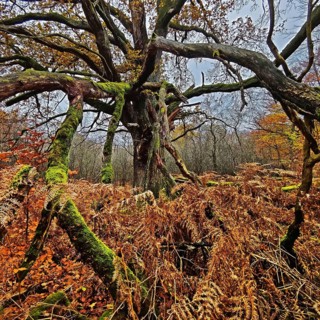 Sababurg primeval forest in autumn, nature reserve, Reinhardswald estate district, Hesse, Germany,