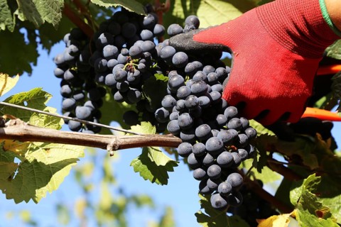 Grape grape harvest: Hand-picking Pinot Noir grapes in a vineyard in the Palatinate