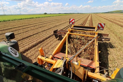 Farmer Markus Frank from Frankenthal during the agricultural onion harvest (onion harvesting)