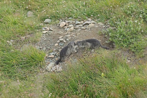 Marmot (Marmota), Grossglockner High Alpine Road, Salzburger Land, Austria, Europe