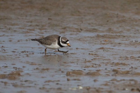 Ringed plover (Charadrius hiaticula) adult bird walking on a mudflat, Norfolk, England, United