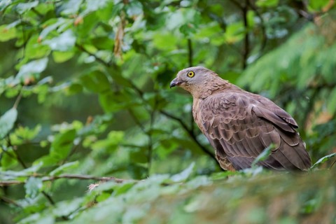 European honey buzzard (Pernis apivorus), Bavaria, Germany, Europe