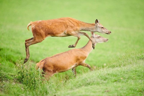 Red deer (Cervus elaphus) hind jumping over a dig on a meadow in the mountains in tirol, Kitzbühel,