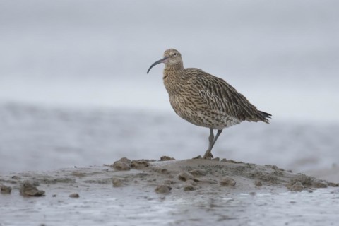 Eurasian curlew (Numenius arquata) adult bird on a mudflat, England, United Kingdom, Europe