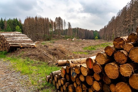 Forest dieback in the Arnsberg Forest nature park Park, over 70 per cent of the spruce trees are