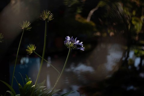 An ornamental lily (Agapanthus praecox) growing in a garden, Germany, Europe