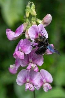 Violet carpenter bee (Xylocopa violacea) on broad-leaved pea (Lathyrus latifolius),