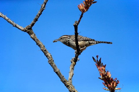 Cactus wren (Campylorhynchus brunneicapillus), adult, on wait, feeding, with prey, Sonoran Desert,