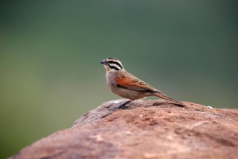 Cape Bunting, (Emberiza capensis), adult, vigilant, rock, Mountain Zebra National Park, Eastern