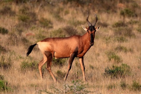 Red hartebeest (Alcelaphus buselaphus caama), kaama, adult, male, feeding, alert, Mountain Zebra