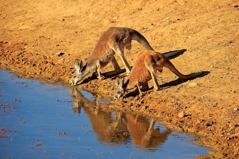 Red kangaroo (Macropus rufus), male, female, pair, drinking at water, waterhole, Sturt National