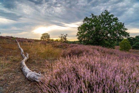The Westruper Heide, in the Hohe Mark Westmünsterland nature park Park, near Haltern am See,