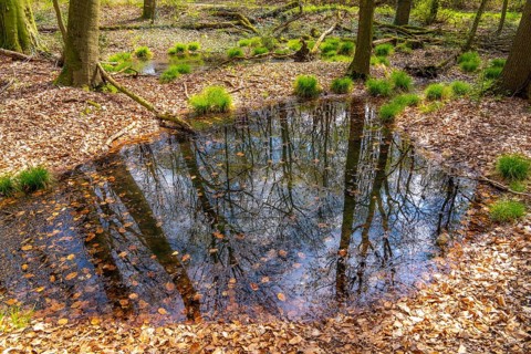 The Sterkrader Wald in Oberhausen, at the Oberhausen motorway junction, where the A2/A3A/A516 meet,