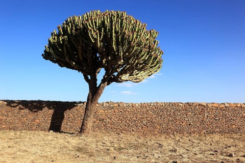 Ruins of the Palace of the Queen of Sheba near Axum, Aksum, Dongur Palace, Euphorbia candelabrum,
