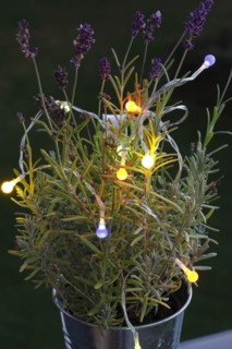 Lavender (Lavandula), with fairy lights, North Rhine-Westphalia, Germany, Europe