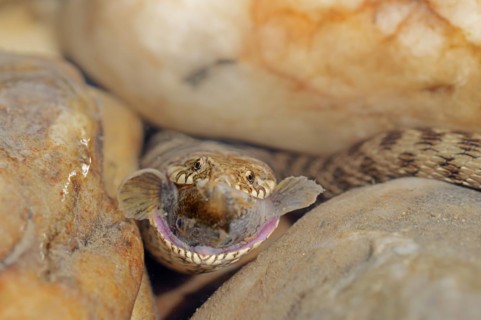 Dice snake (Natrix tessellata) with preyed fish, Provence, southern France