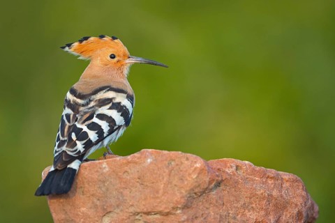 Hoopoe, (Upupa epops), on a perch, family Hoopoes, early raptors, Hides de El Taray / Lesser