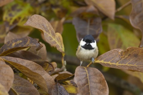 Coal tit (Periparus ater) adult bird amongst autumn leaves of a garden Magnolia tree, Suffolk,