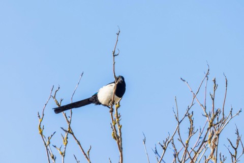 Magpie (Pica pica) sitting on branch in a treetop with a blue sky