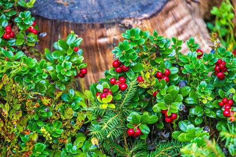 Red Lingonberry (Vaccinium vitis-idaea) growing by a tree stump on the forest ground at autumn