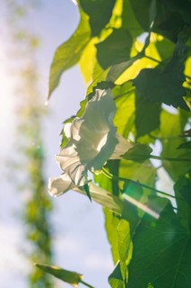 White flower on a green leaf, illuminated by the sun's rays and natural surroundings, hop garden,