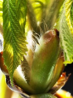 Chestnut, common horse-chestnut (Aesculus hippocastanum), sticky bud with young leaves, fine hairs