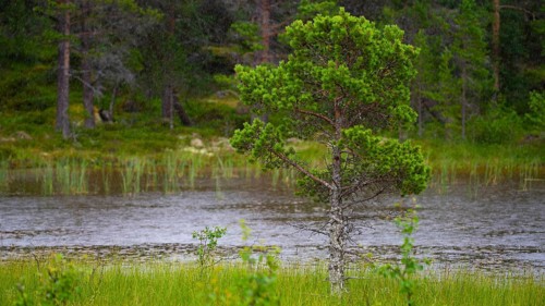 Shot of a spruce (Picea) at the edge of a pond in the rain, landscape, landscape shot, close-up,