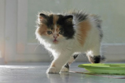 Persian cat, long-haired cat