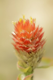 Spherical amaranth (Gomphrena haageana), flower, ornamental plant, North Rhine-Westphalia, Germany,