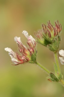 Hairy sweet clover or rough-haired sweet clover (Lotus hirsutum, Dorycnium hirsutum), flowers,
