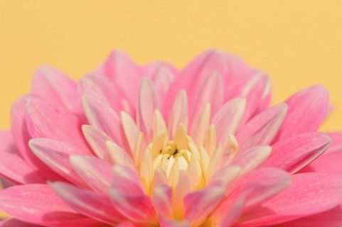 Dahlia (Dahlia Hybride), flower, ornamental plant, North Rhine-Westphalia, Germany, Europe