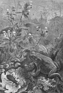 Toad, Bufo bufo, hunting for insects, Historical, digitally restored reproduction from a 19th