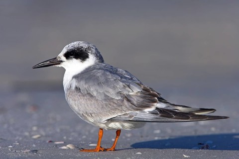 Forster's tern (Sterna forsteri), Little Estero Lagoon, Ft. Myers Beach, Florida, USA, North