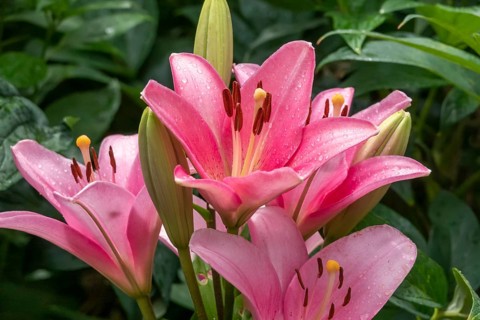 Pink lilies (Lilium), Münsterland, North Rhine-Westphalia, Germany, Europe