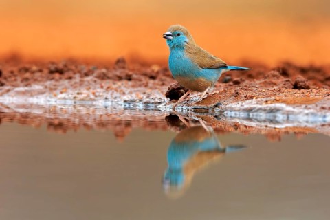 Blue waxbill (Uraeginthus angolensis), Angola butterfly finch, adult, at the water, Kruger National