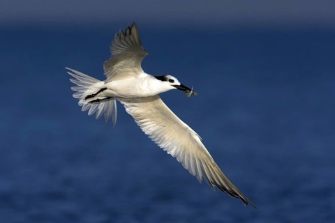 Sandwich tern (Sterna sandvicensis), Bowman's Beach, Sanibel Island, Florida, USA, North America