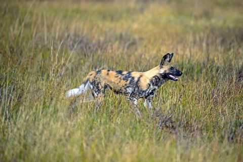 African wild dog (Lyacon pictus) Botswana, Botswana, Africa