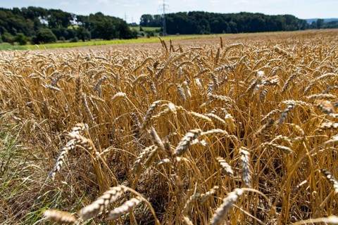 Wheat field, dried up and only low grown, due to the summer drought, drought, in East Westphalia