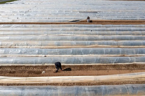 Asparagus harvest in the Rhineland, asparagus pickers at work in an asparagus field covered with