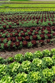 Agriculture, lettuce growing in a field, Lollo Bionda, in long rows of plants, North